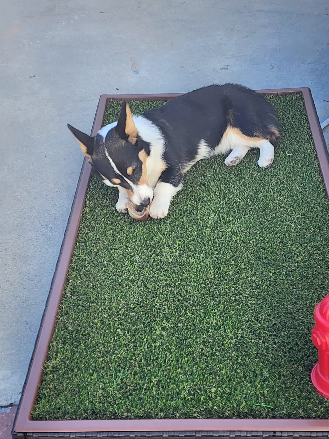 Customer photo review of Porch Potty Standard