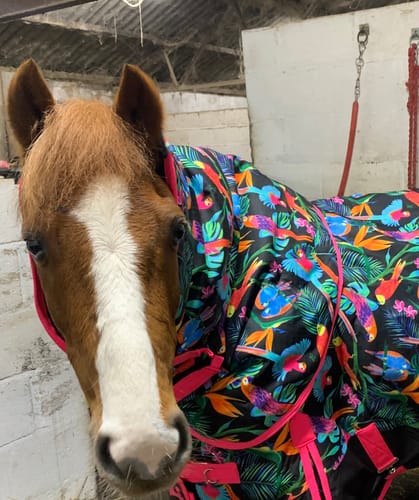 Customer photo review of Pretty Polly Turnout Neck - B