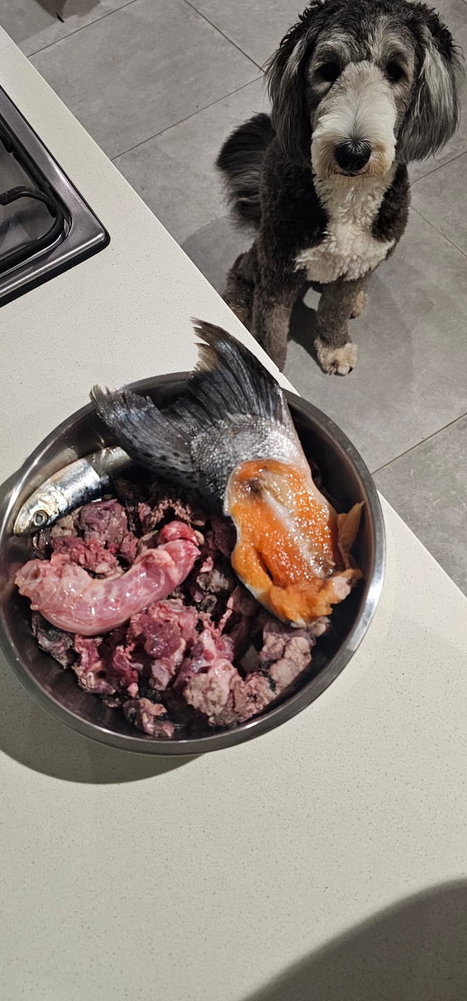 Customer photo review of PRIMAL WILD PROTEIN - Raw Superfood Mix for Dogs