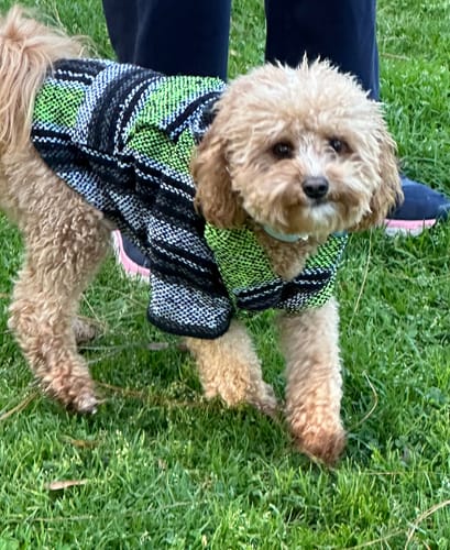 Customer photo review of Playa Poncho - Surprise Color