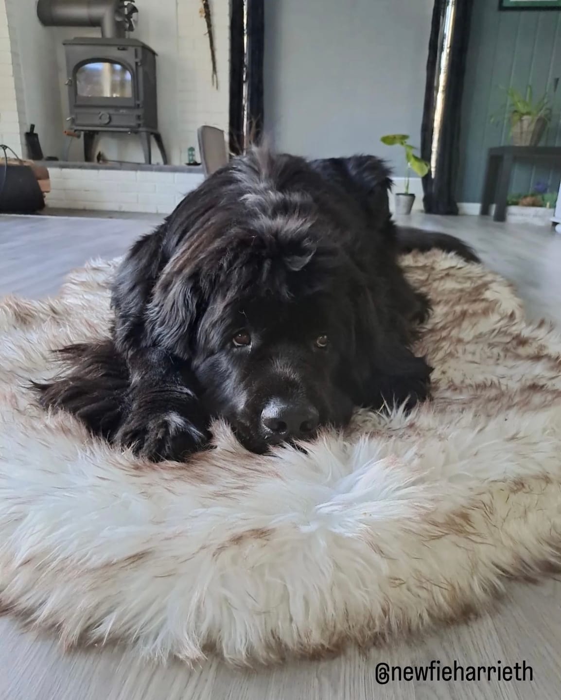 Customer photo review of ComfyRug Original - Hundeseng med premium memory foam