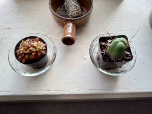Customer photo review of Shooting Stars | Sedum Adolphi