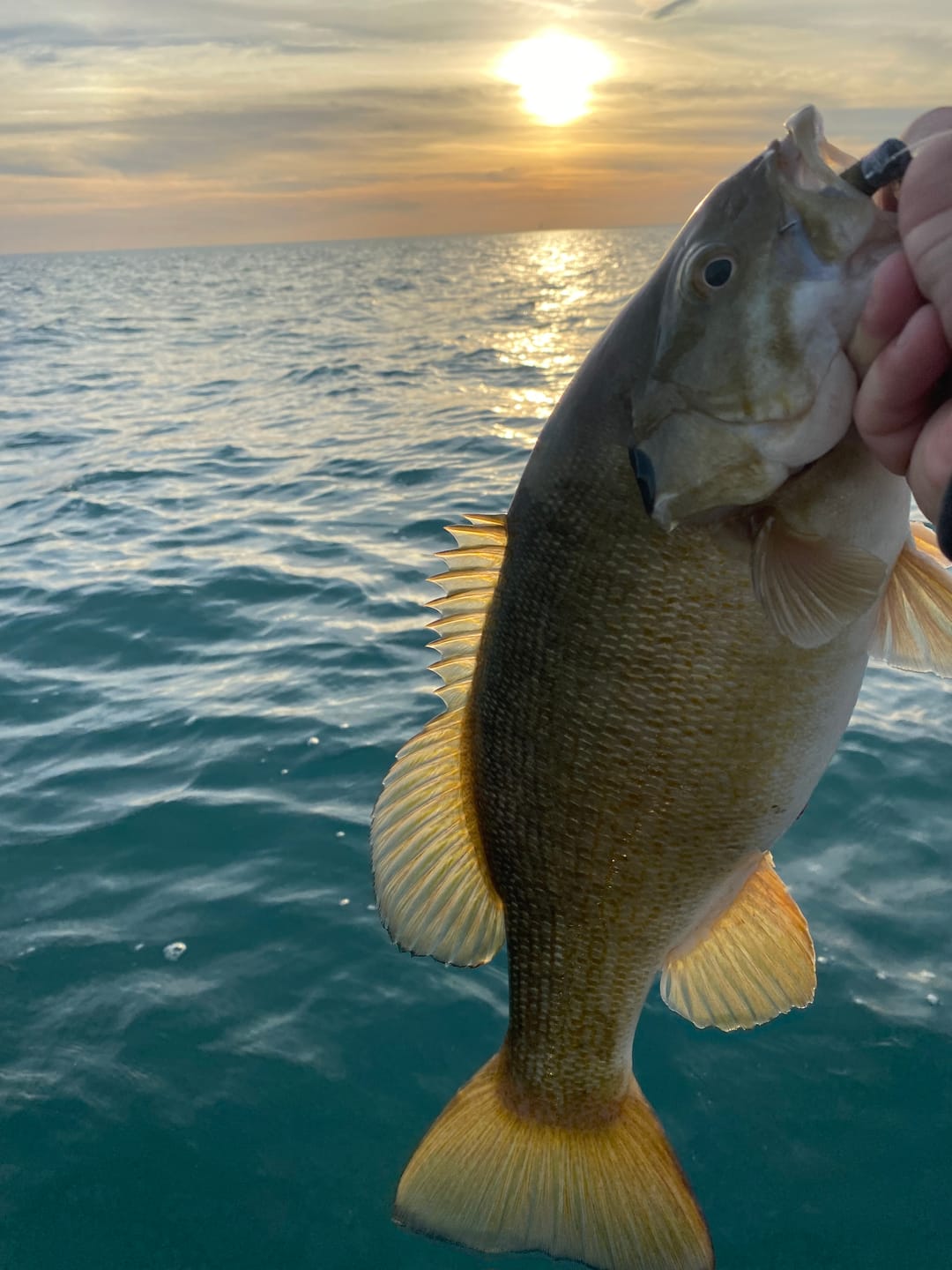 Customer photo review of 200% Sensitivity Tungsten Ball Jig Head | Bulk Pack