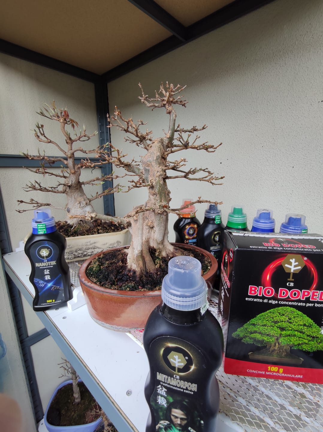 Customer photo review of ESTATE BOMBA PACK