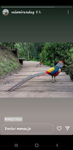 Customer photo review of Rosa Jamaica / Hibisco