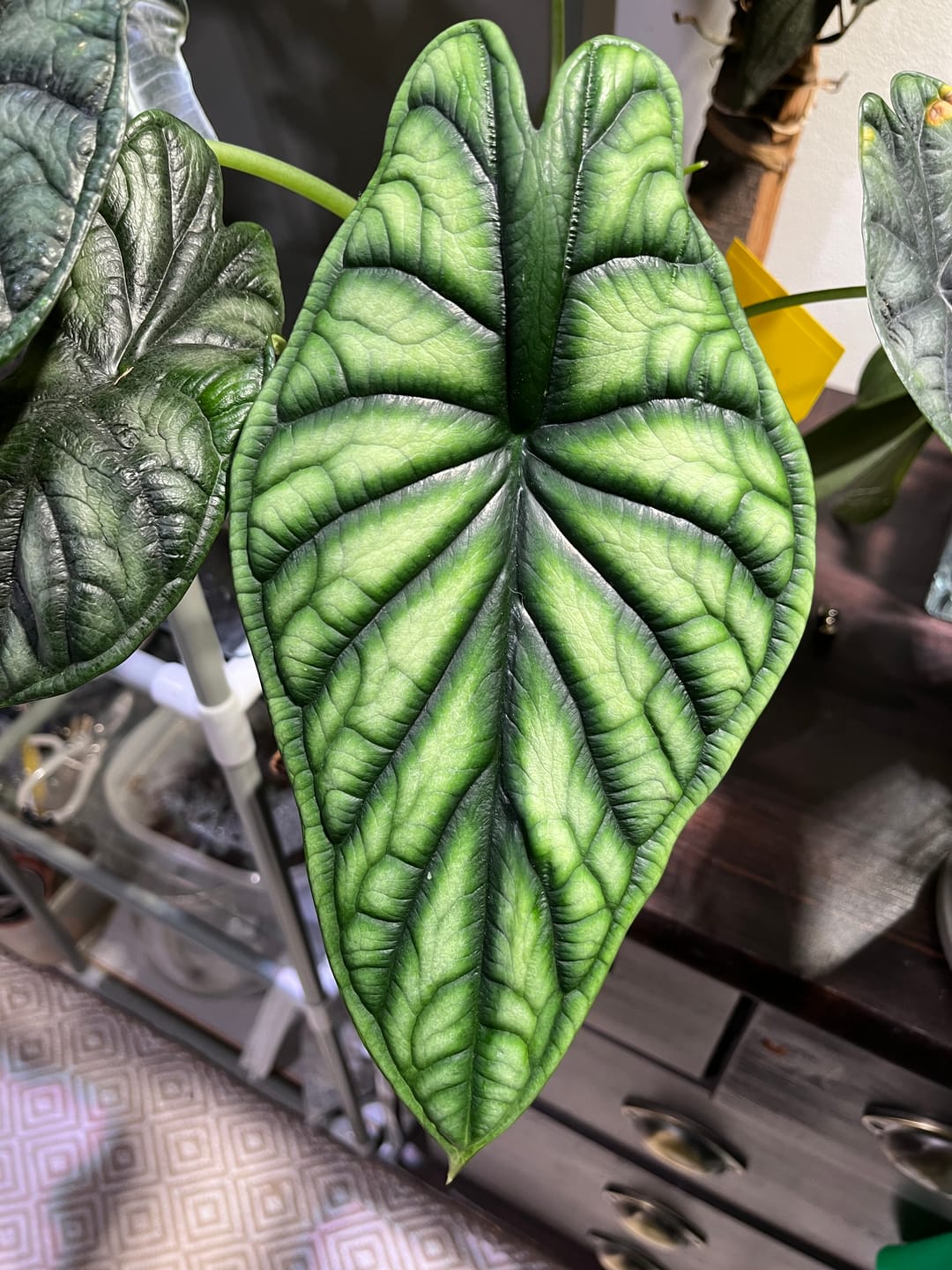 Customer photo review of HPE - Hesi Houseplant Elixir 1 L