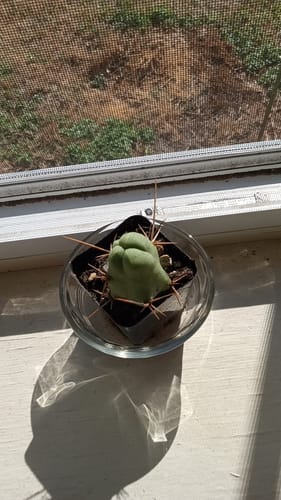 Customer photo review of Penis Cactus | Short Form | Trichocereus bridgesii monstrose