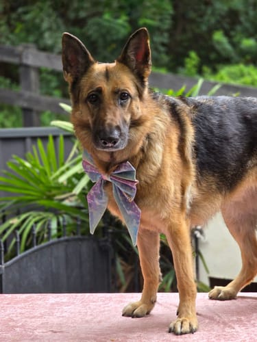 Customer photo review of New Hemp Seed Oil for Large Dogs (500ml)