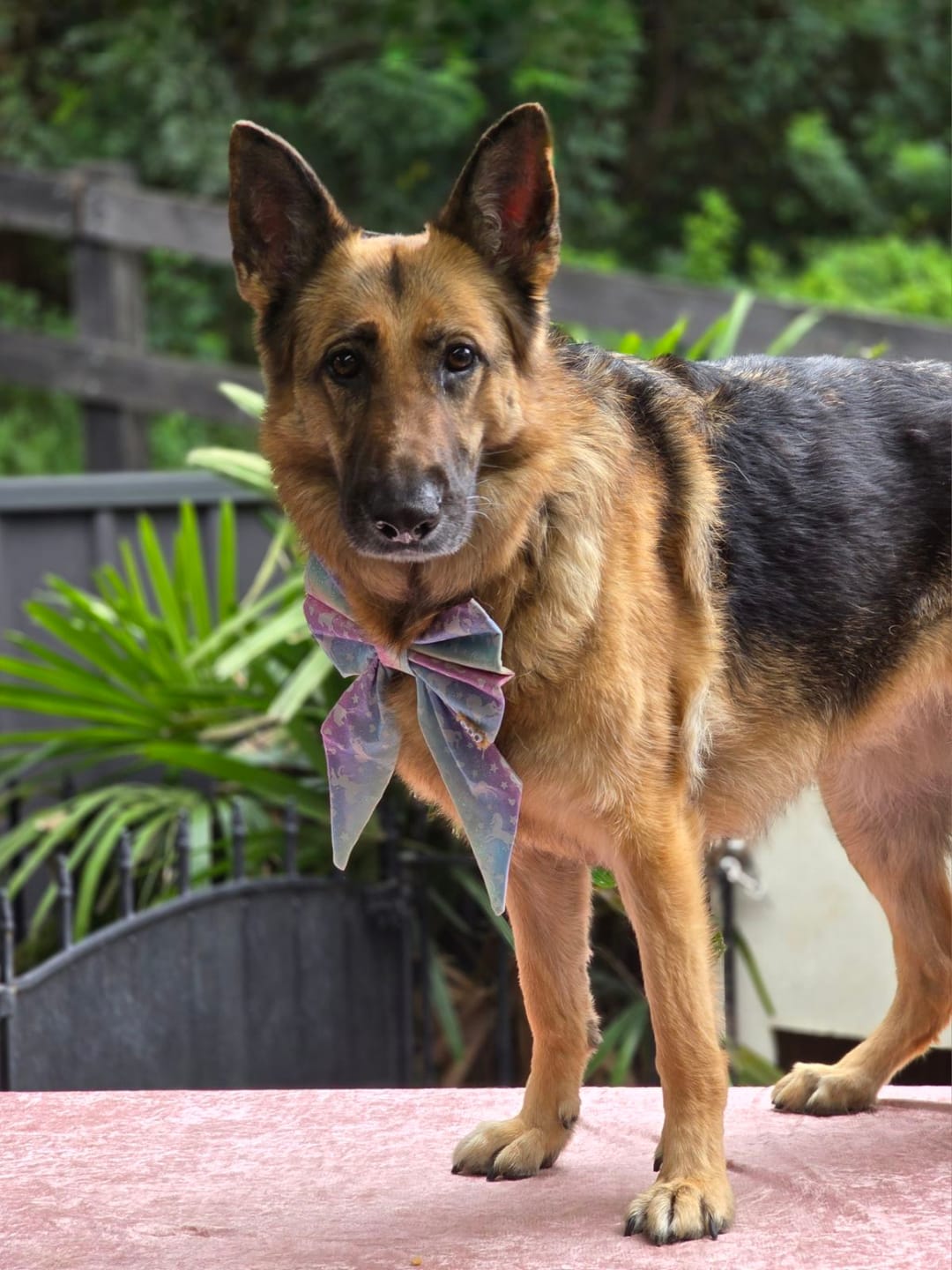 Customer photo review of New Hemp Seed Oil for Large Dogs (500ml)