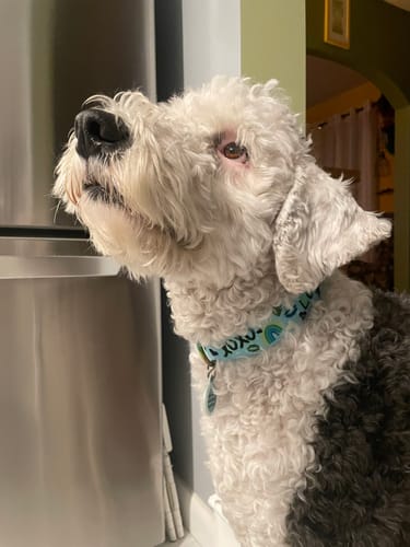 Customer photo review of Love Hard Buckle Collar