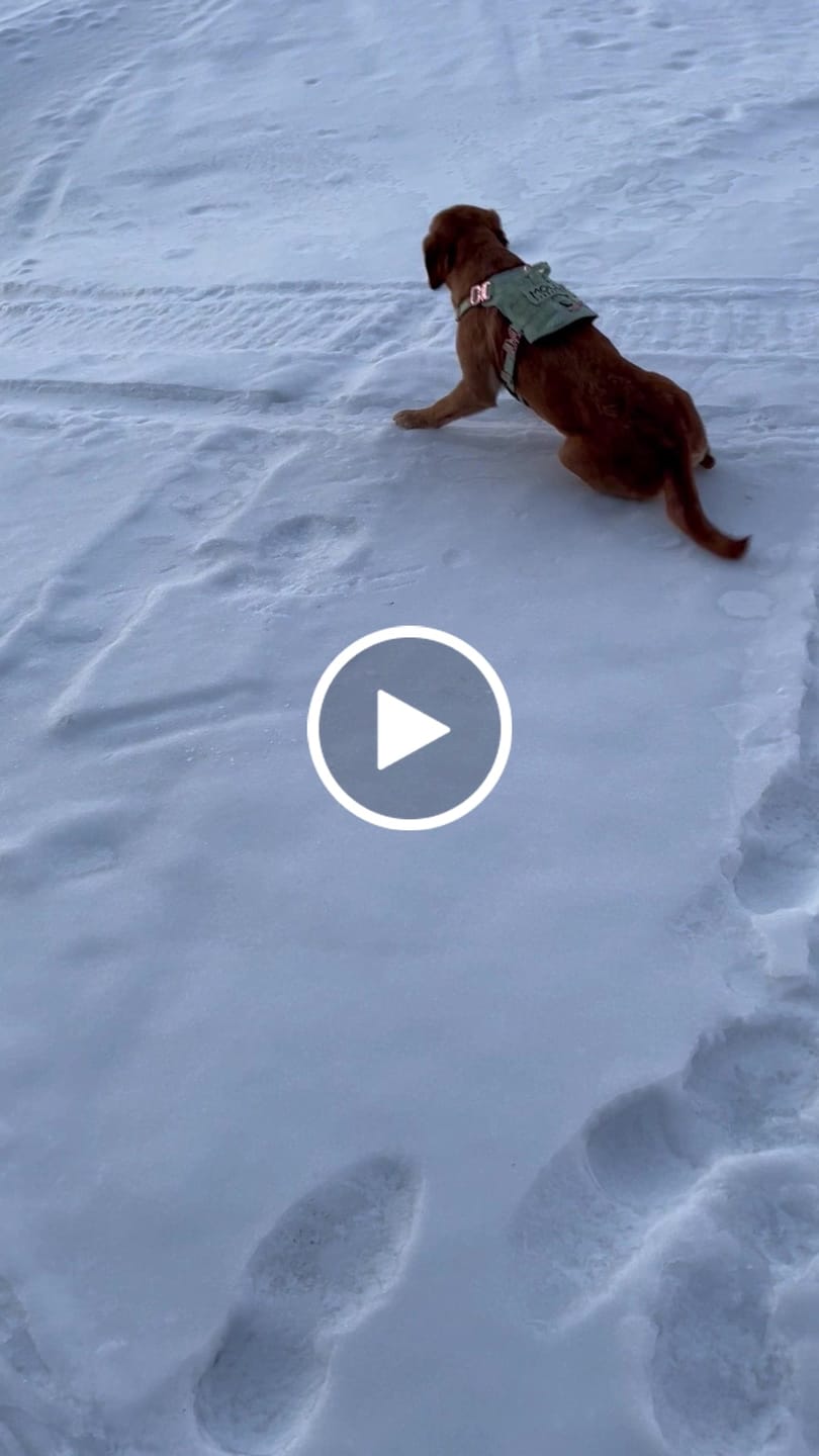 Customer video review of HNTR 3.0 Dog Harness - Honeydew