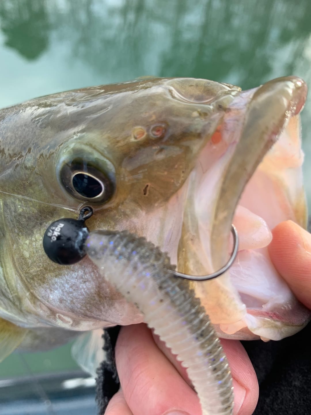 Customer photo review of 200% Sensitive Tungsten Ball Jig Heads | No Chip Black | Bulk Pack