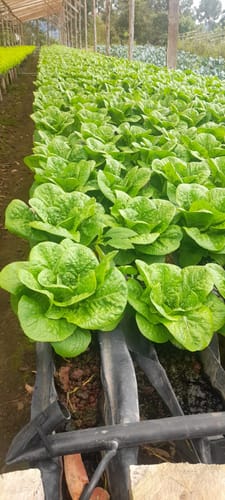 Customer photo review of Basalt Rock Dust / Powder Soil Amendment