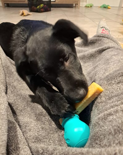 Customer photo review of MEDIUM YAKS / Best for dogs under 35 lbs
