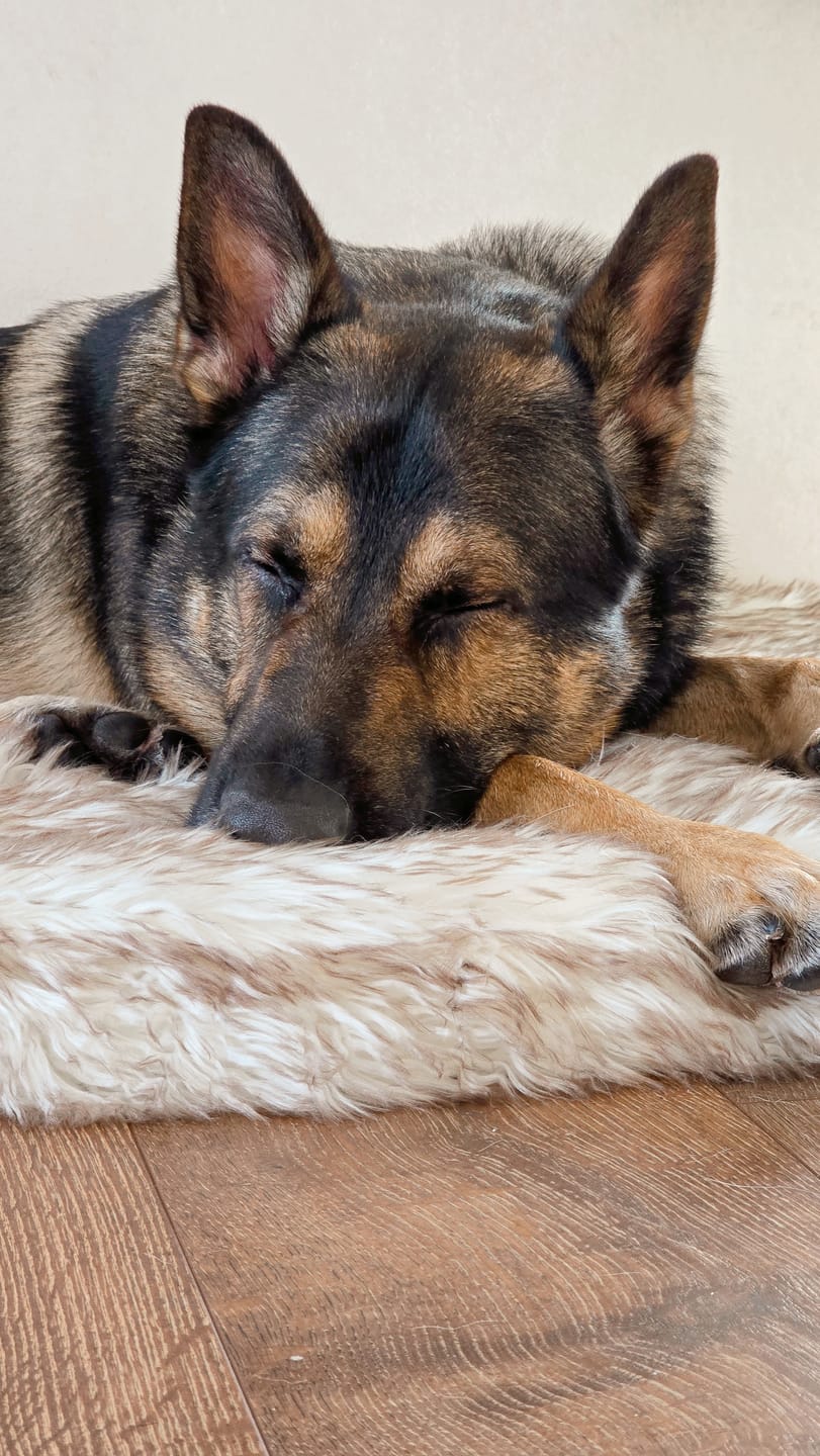 Customer photo review of ComfyRug Original - Hundeseng med premium memory foam