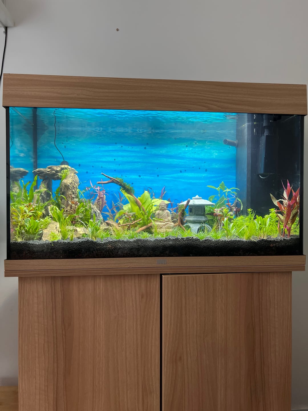 Customer photo review of Aquarium Rio 125 LED Chêne Équipé JUWEL - 125L