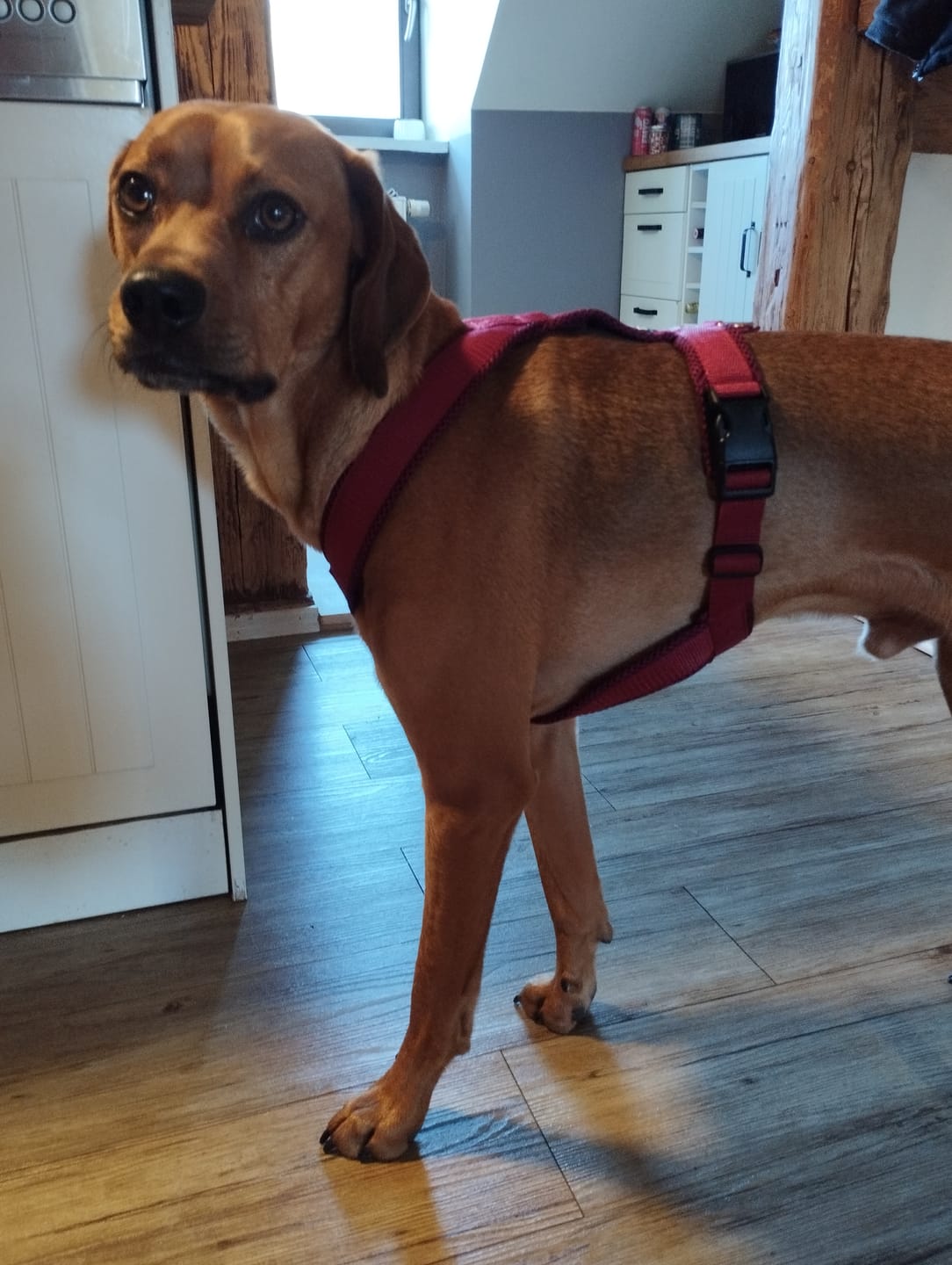 Customer photo review of Windhundgeschirr FUN "Bordeaux"