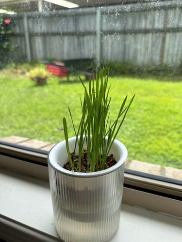 Customer photo review of MICHU All-in-One Soil-Free Cat Grass Grow Kit with Australian Seed and Mulch, Made in Australia