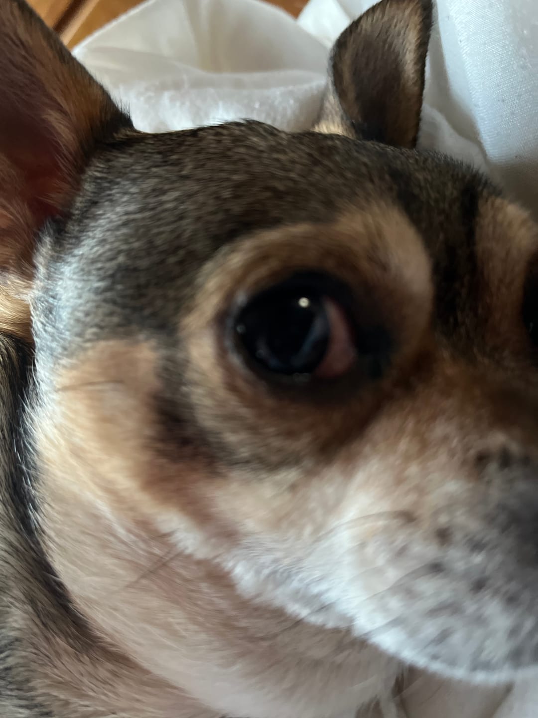Customer photo review of Natural Dog Eye Infection Treatment  - Helps Conjunctivitis, Watery Eyes, Red Eye, and General Eye Care