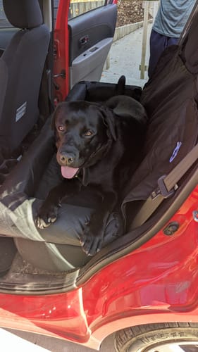 Customer photo review of Car Seat Cover
