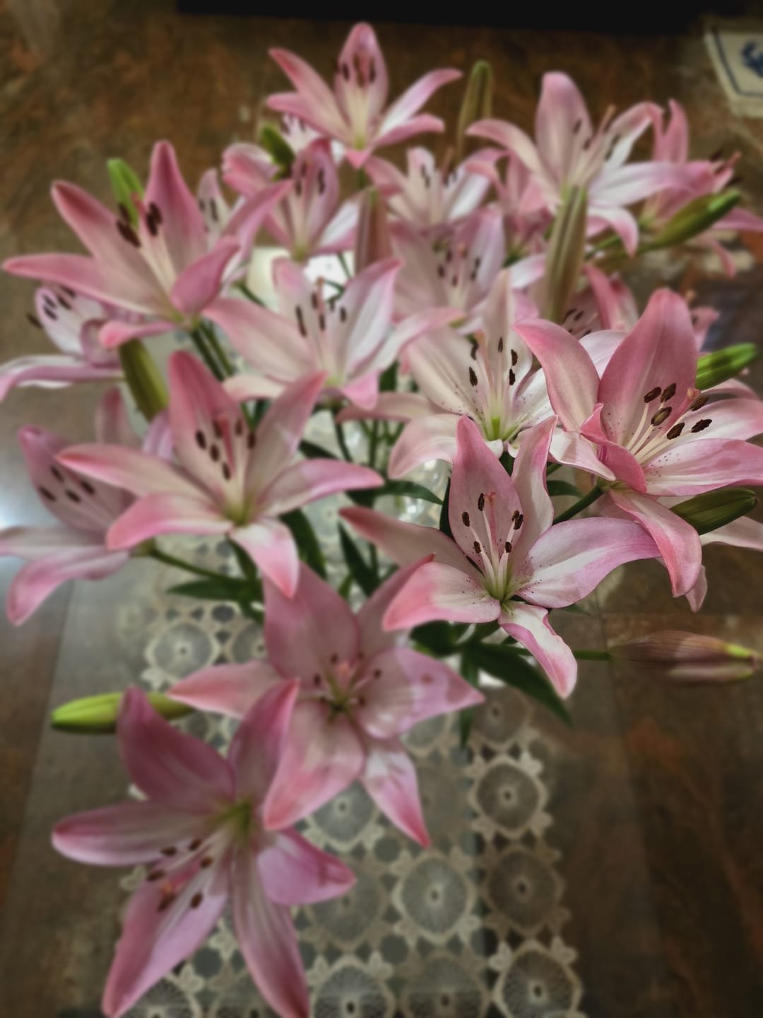 Customer photo review of Asiatic Lily