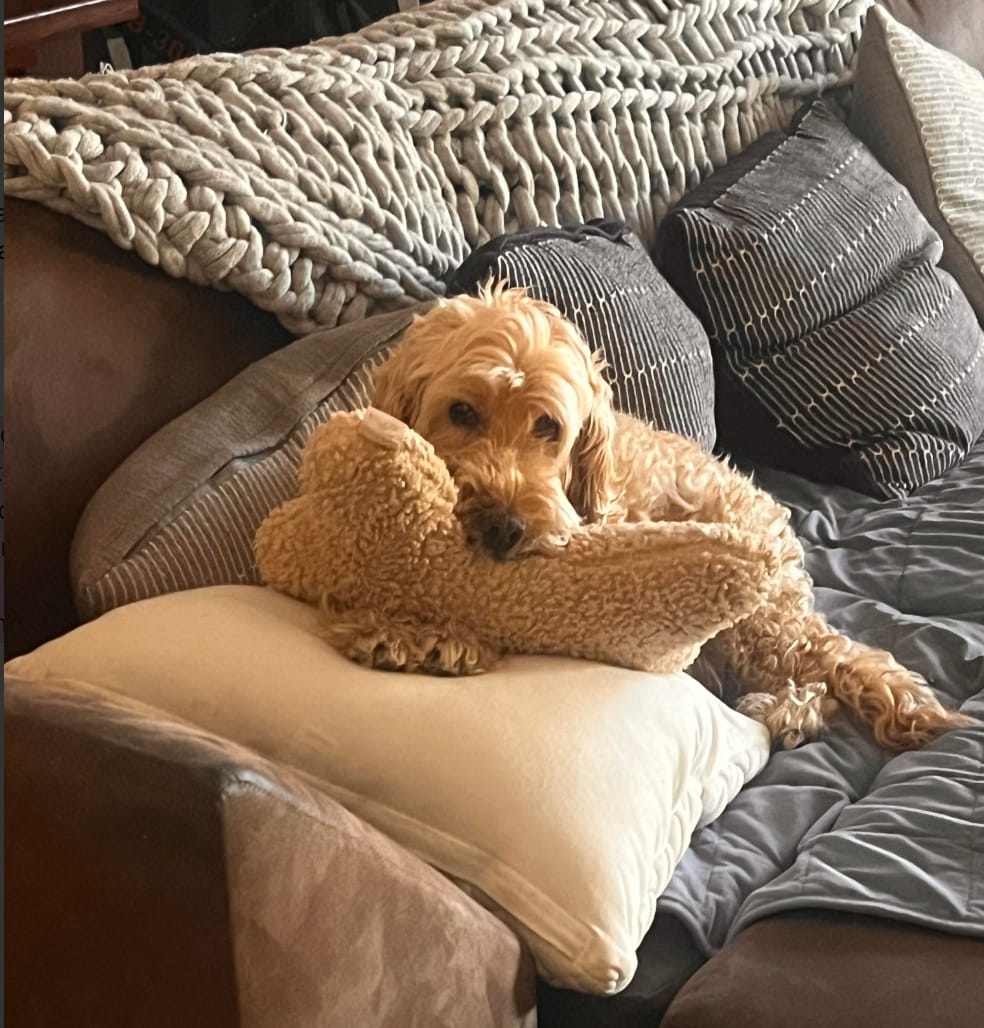 Customer photo review of Stress K9 Chews