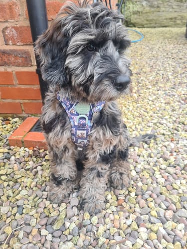 Customer photo review of Tough Trails™ Harness -  Winnie + Friends