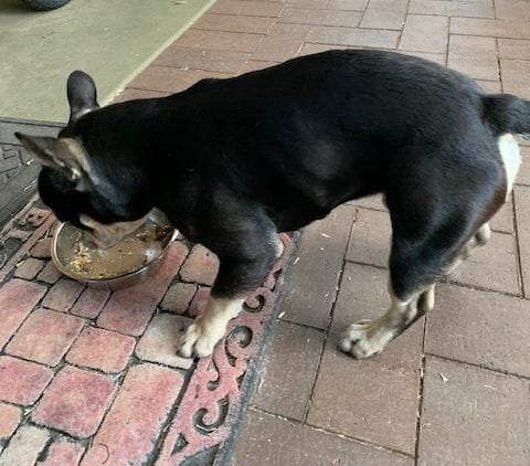 Customer photo review of PASTURE RAISED AUSSIE LAMB & VEGETABLES BLEND 3KG (ADULT)