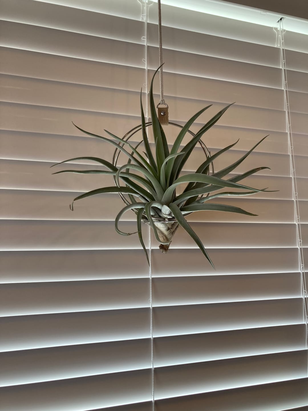 Customer photo review of Harrisii  (Easy Care Plant)  *Cannot Be Shipped Internationally*