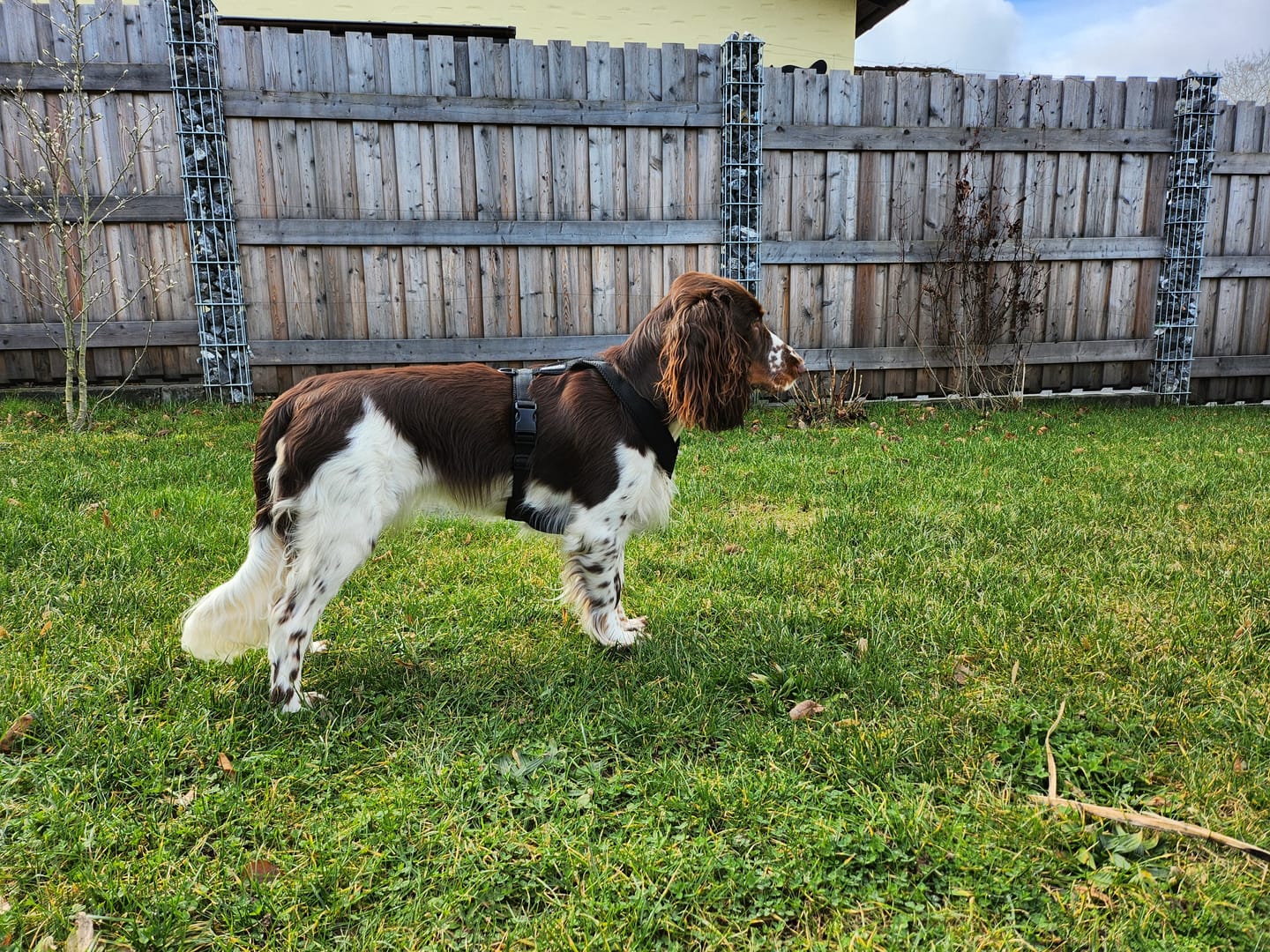 Customer photo review of Hundegeschirr FUN "Volcano Black"