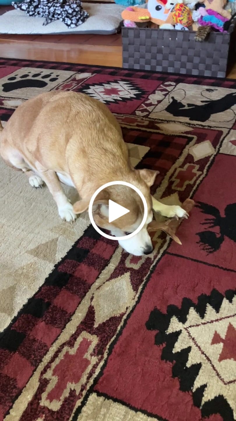 Customer video review of Chewy Ostrich Flat Tendon. Long-lasting, Natural Dog Chew Treat by Savannah Pet Food