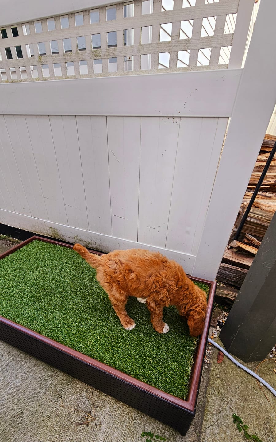 Customer photo review of Porch Potty Standard