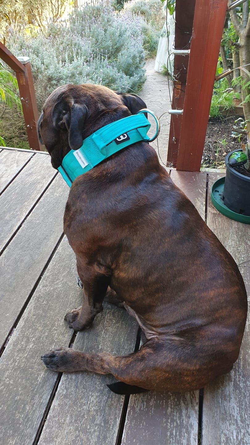 Customer photo review of 5cm Combat® Collar | With Handle & Rated Clip - Turquoise v2.0