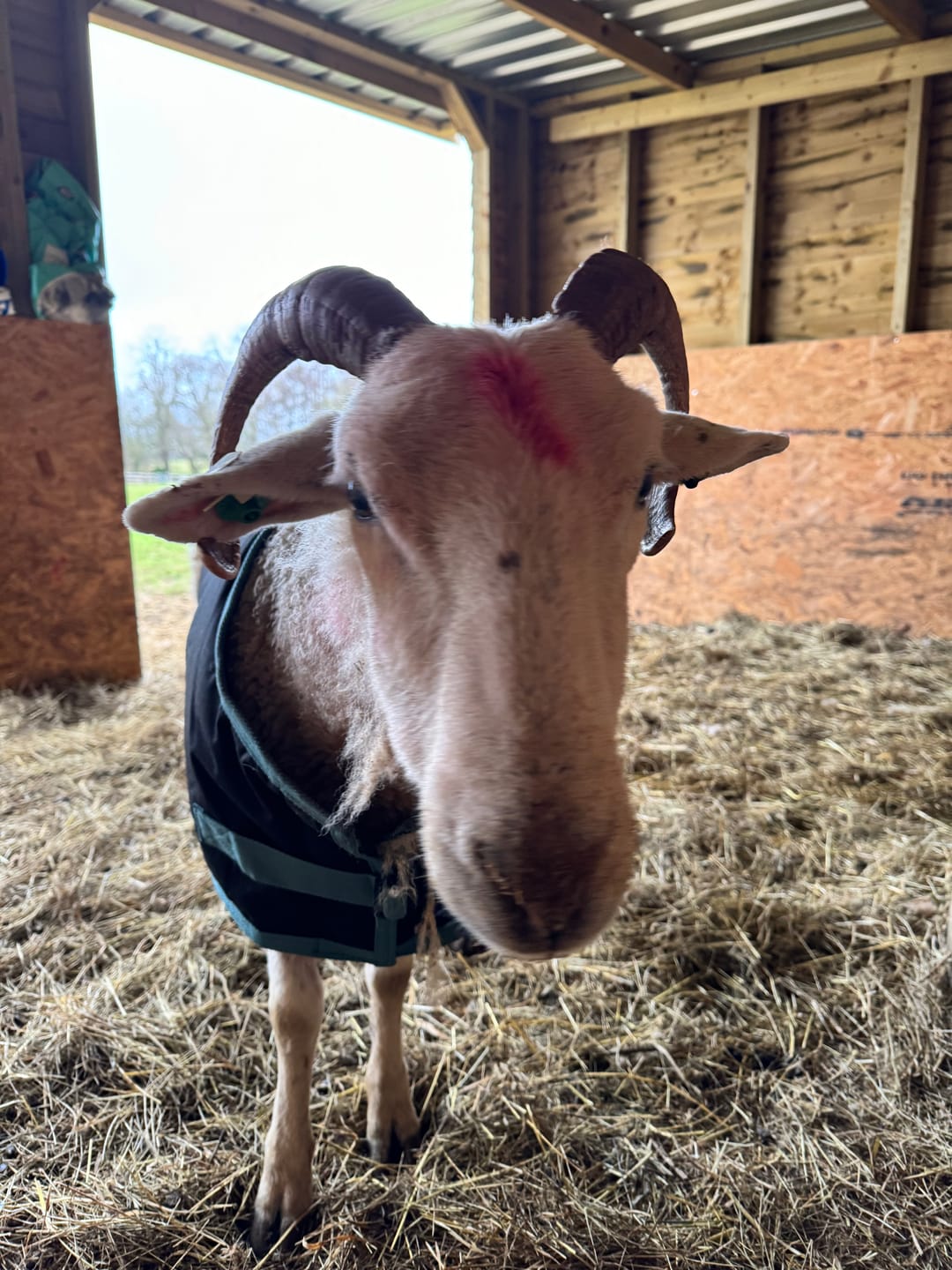 Customer photo review of Sheep Coat | Waterproof