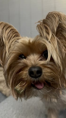 Customer photo review of Mixed Bully Sticks 6"
