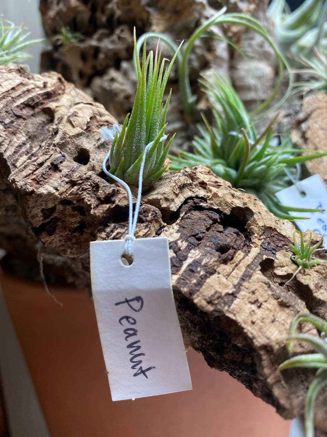 Customer photo review of Ionantha Peanut  (Mini Ionantha Form)