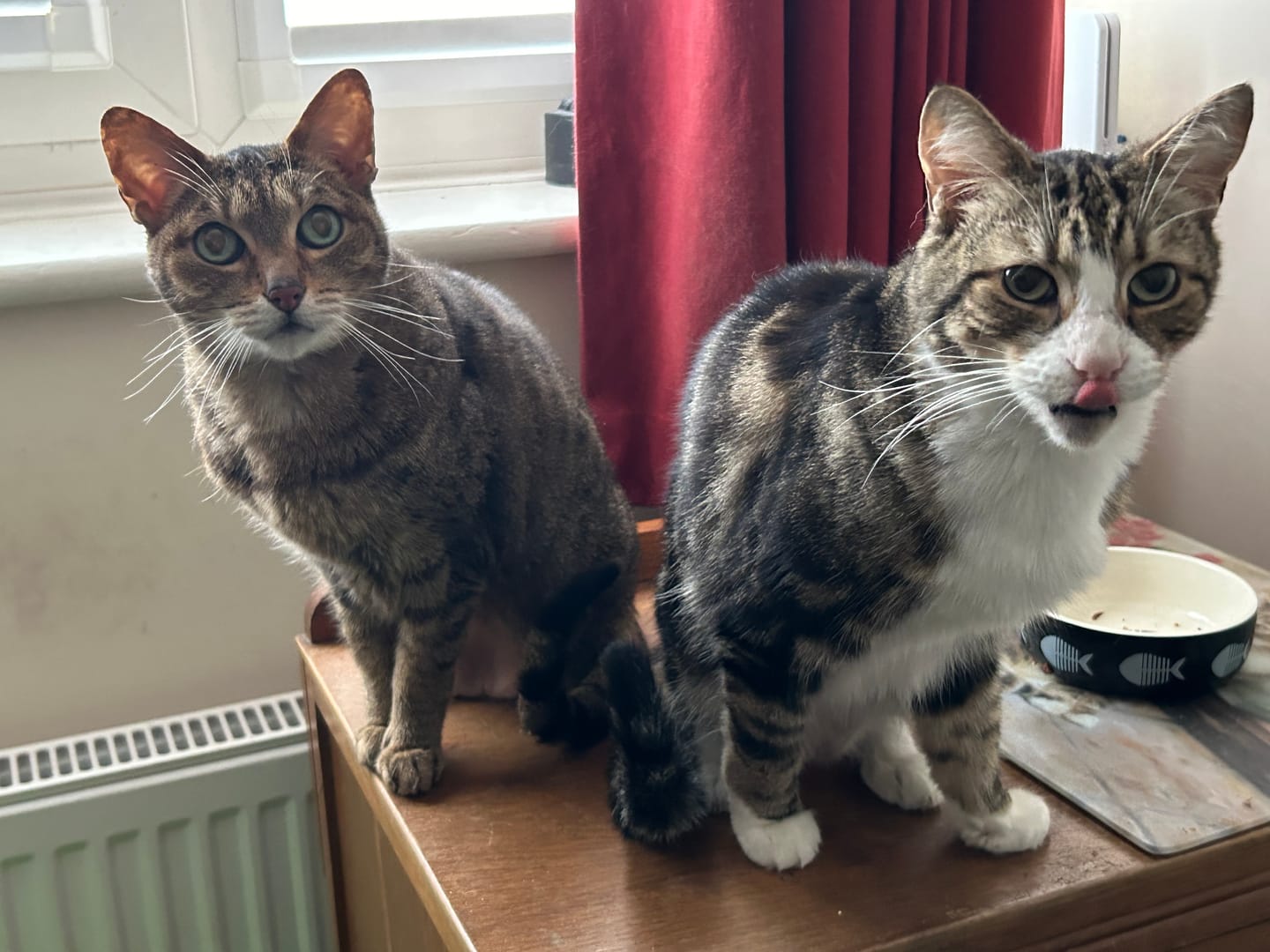 Customer photo review of Cat Duo Pack