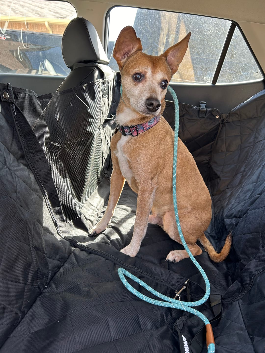 Customer photo review of 4-in-1 Dog Car Seat Cover