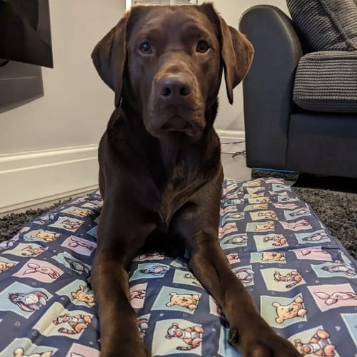 Customer photo review of Travel Mat - Winnie + Friends