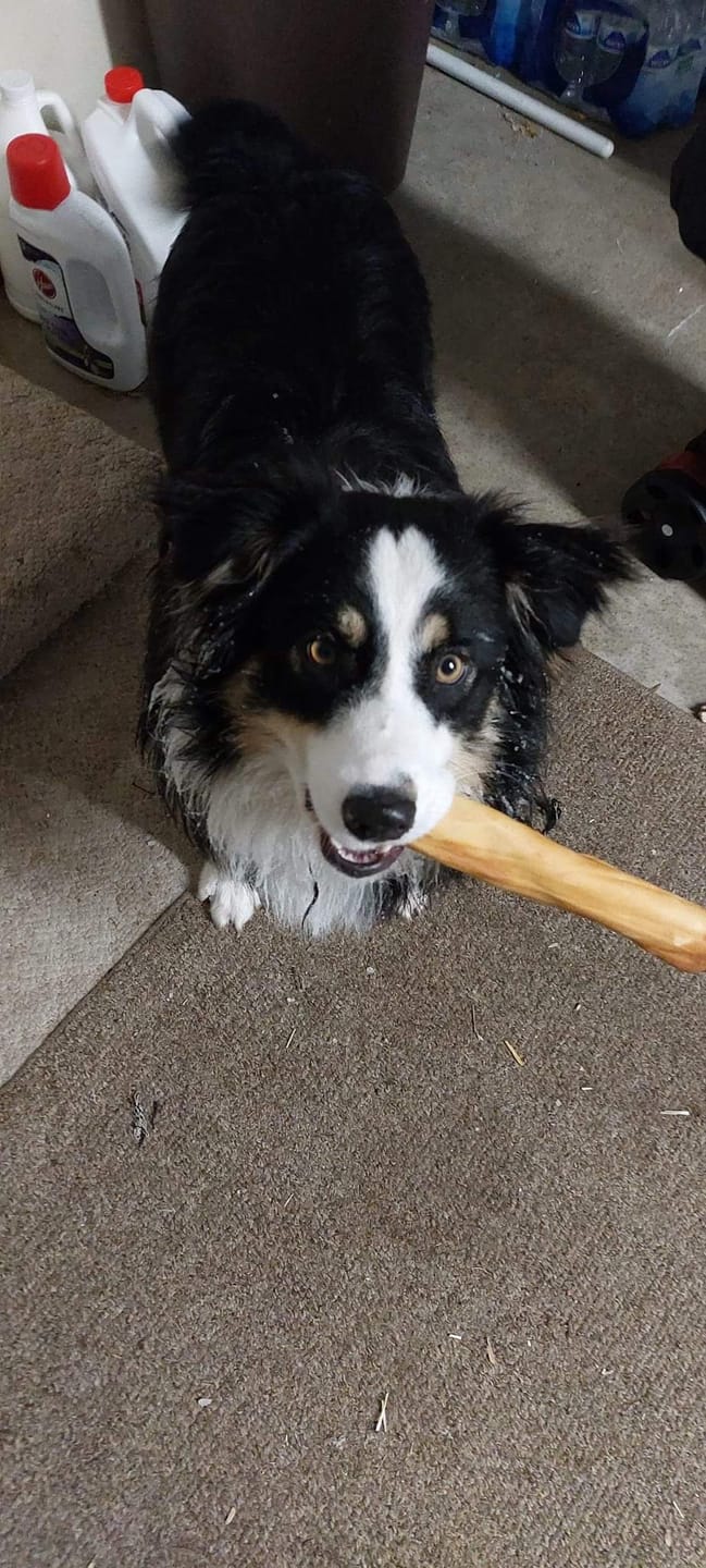 Customer photo review of 6 Inch Beef Jerky Strip