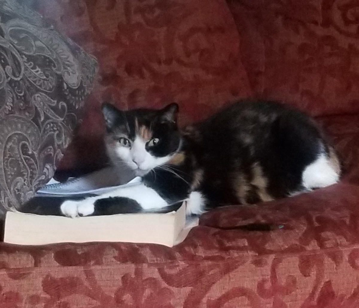 Customer photo review of Mange Treatment for Cats - Treats Feline Sarcoptic & Demodectic Mange, Scabies & Ear Mites
