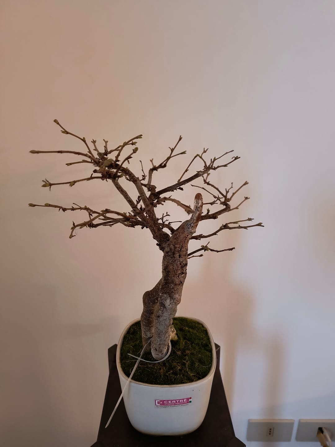 Customer photo review of ANNAFFIATOIO PROFESSIONALE PIOGGIA FINE BONSAI CB 2L