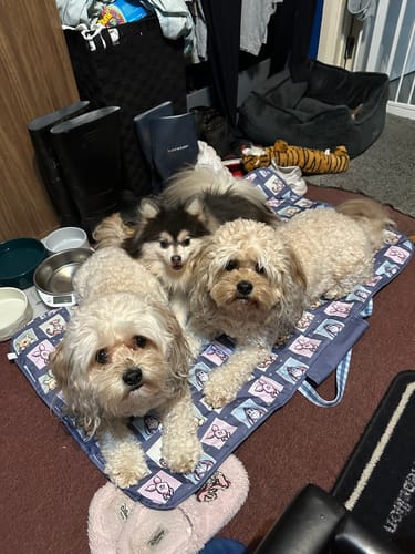 Customer photo review of Travel Mat - Winnie + Friends