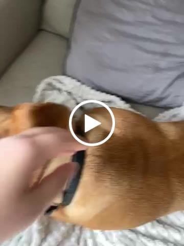 Customer video review of 4cm Combat® Collar | With Handle & Rated Clip - Military Tan v2.0