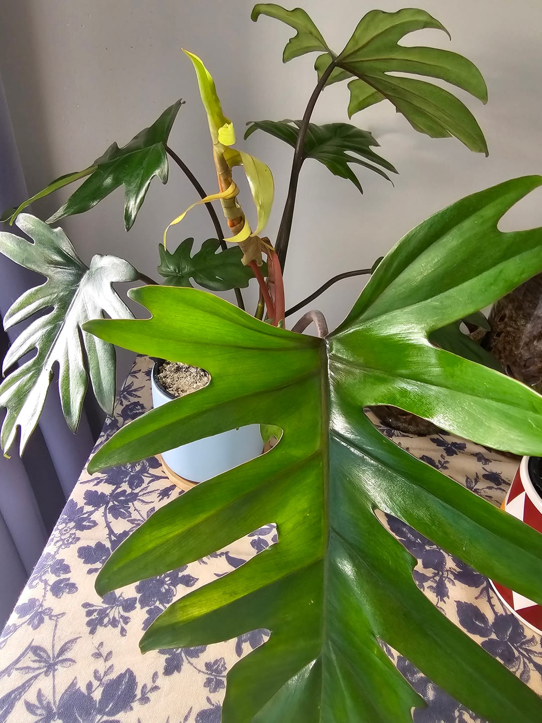 Customer photo review of Philodendron mayoi