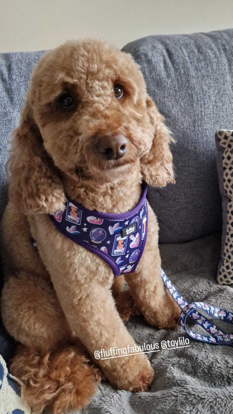 Customer photo review of Dog Harness - Pawtune Teller
