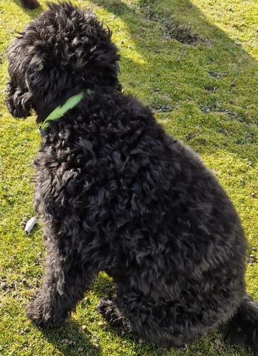 Customer photo review of Vegan Leather Dog Collar - Spring Green