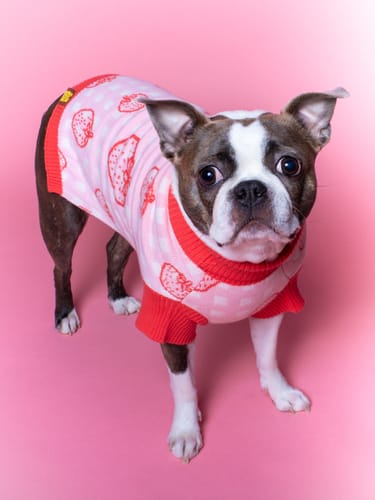 Customer photo review of *LIMITED* Strawberry Knitted Dog Sweater