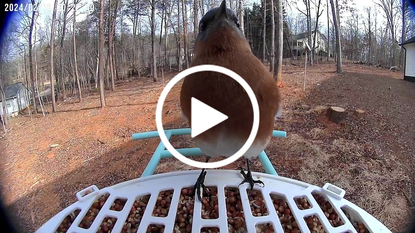 Customer video review of Birdfy Bird Seed Guard