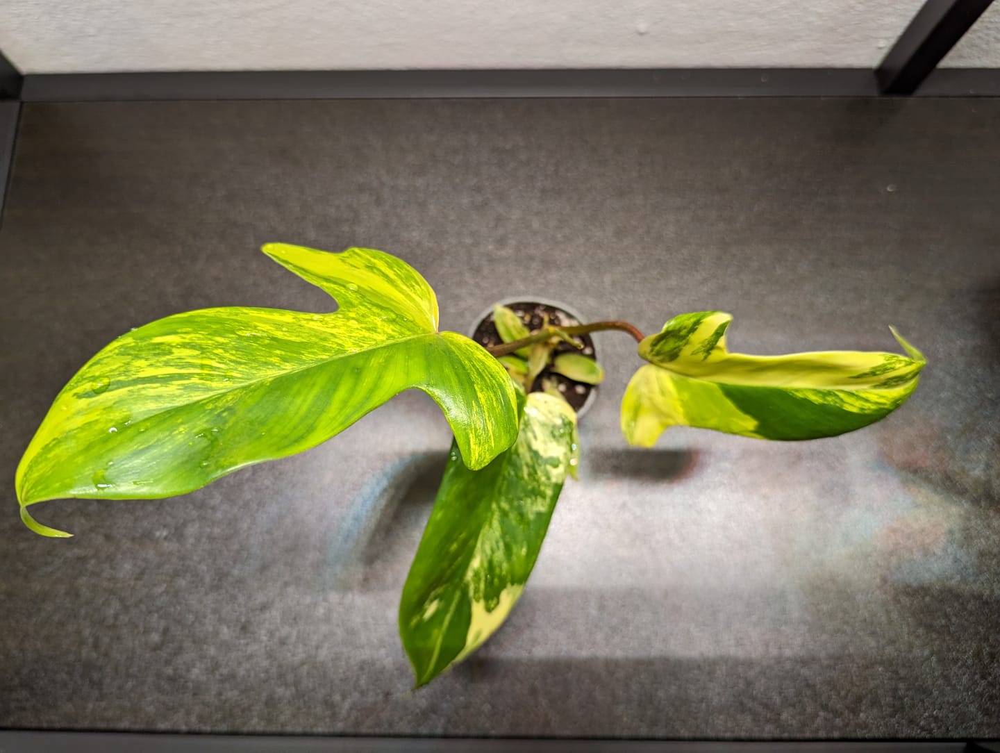 Customer photo review of PHILODENDRON FLORIDA BEAUTY